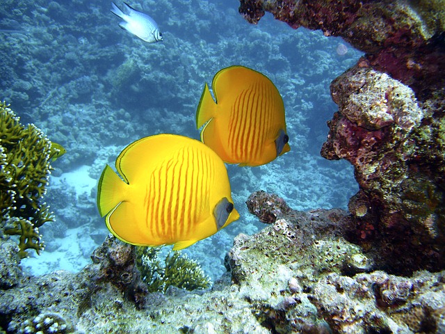 žluté rybky